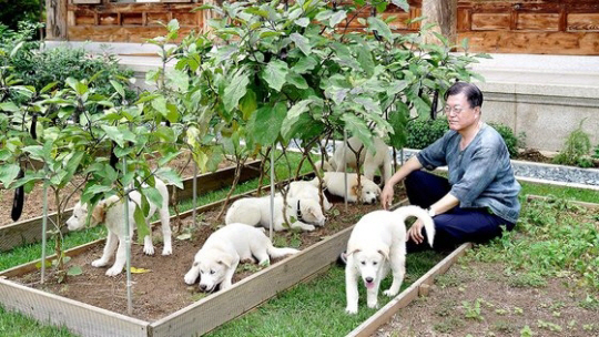 문재인 전 대통령이 풍산개들과 함께 시간을 보내고 있다. 청와대