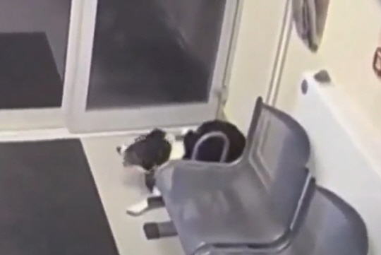 지난 3일(현지시간) 영국 레스터셔 지역의 러프버러 경찰서에 주인을 잃고 제발로 찾아온 보더콜리종 ‘로지’가 경찰서 로비 한 구석에 자리를 잡고 앉아 있다. 트위터 영상 캡처