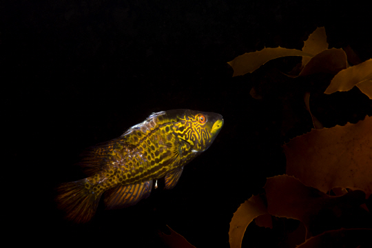 <렌즈 속 바다>"암수가 한 몸. 어렝놀래기"