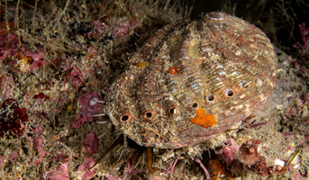 “전복 새끼가 아닙니다. 오분자기” [렌즈 속 바다]