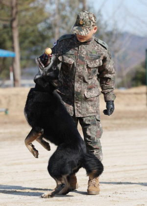 달관이와 함께 조은누리양 구조에 나섰던 박상진 원사가 달관이와 공놀이를 하고 있다. 국방일보 제공