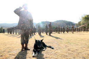 지난 8일 육군 32사단이 마련한 은퇴식에 참석 중인 국민 군견 달관이. 국방일보 제공
