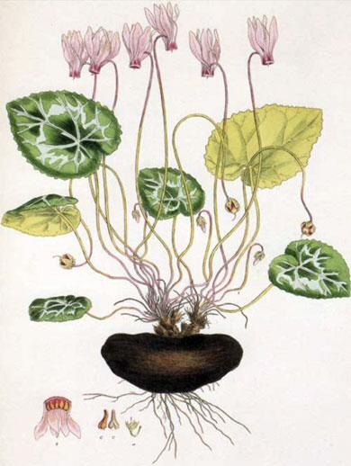 영국 식물학자 존 시브소프가 쓴 ‘플로라 그라에카’(vol.II)에 수록된 시클라멘 라티폴리움 채색 판화.