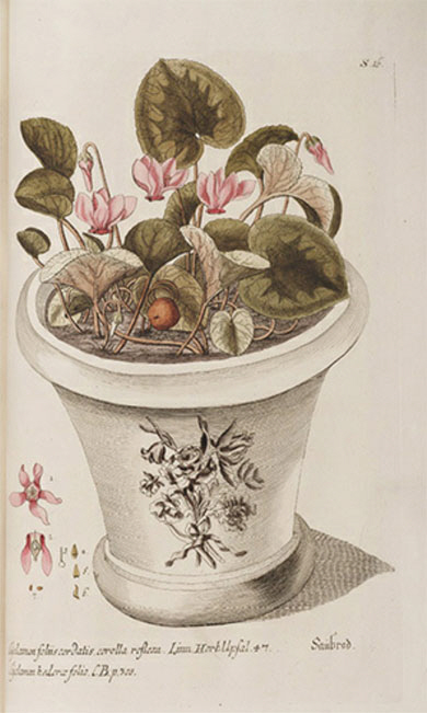 독일의 조각가이자 박물학자인 게오르크 볼프강 크노르가 제작한 시클라멘 푸르푸라스켄스 판화 작품.