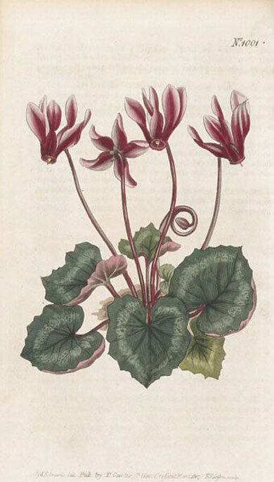 1807년 ‘커티스 보태니컬 매거진’(vol.25)에 수록된 시클라멘 헤데리폴리움(Cyclamen hederifolium).