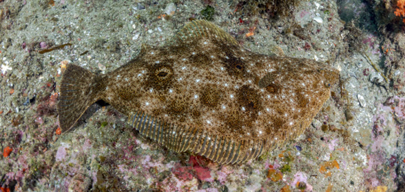 <렌즈 속 바다>“좌광우도(左廣右도), 광어”