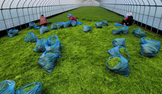 미네랄과 비타민 등이 풍부해 건강식품으로 입소문 나고 있는 세발나물 채취 장면. 전남도청 제공