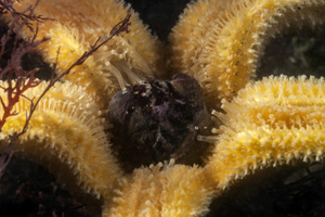 “바다의 무법자, 아무르불가사리”[렌즈 속 바다]