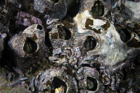 <렌즈 속 바다>"선박의 골칫덩어리,따개비