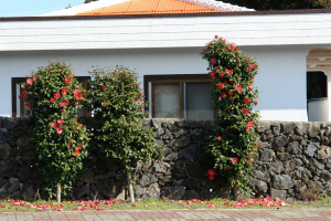 동백나무 군락지로 유명한 제주도 남원읍의 한 민가 돌담에 핀 동백나무. 제주도 동백은 남해안 동백보다 먼저 피었다 진다. 2006년 2월17일 촬영