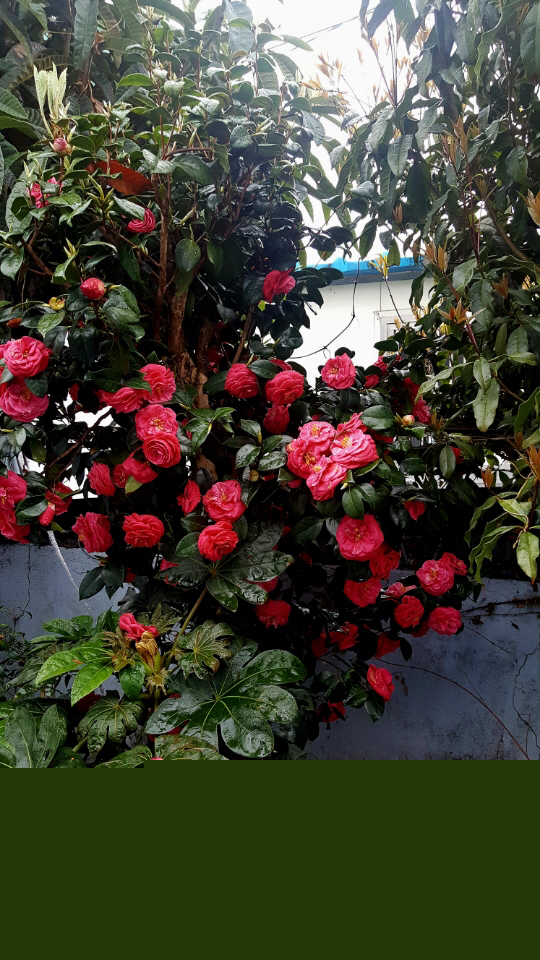 해풍 맞아 붉게 만개한 남도의  동백꽃이 봄비 속에 통꽃이 낙화하고 있다. 2018년 4월 6일 경남 사천시 삼천포항