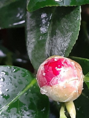 남도의 동백은 12월이면 꽃 몽우리를 터뜨릴 채비를 한다. 2020년 12월말 경남 사천시 삼천포항