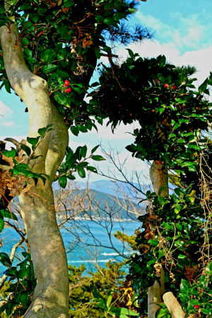 경남 거제 지심도의 아름드리  동백나무. 2006년 2월10일 촬영