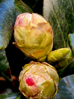 꽃망울 터뜨릴 준비를 하는 남도의 동백. 12월19일 경남 사천시 삼천포항