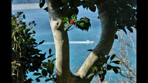 남도의 대표적인 동백나무 군락지로 유명한 경남 거제 지심도에 동백꽃이 피어나고 있다. 2006년 2월10일 촬영