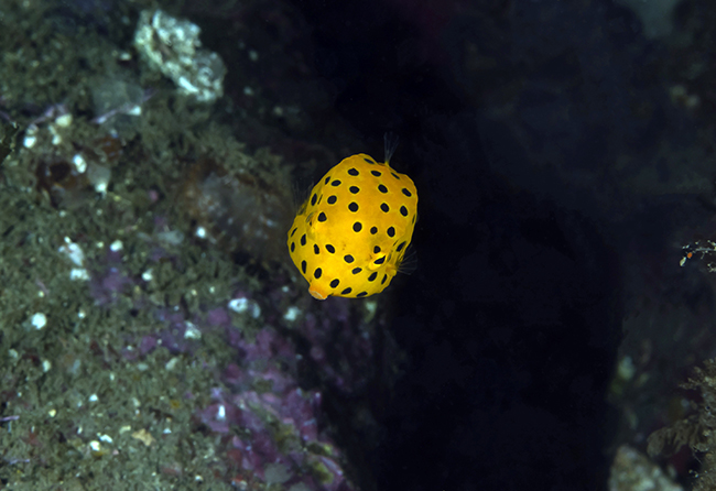 ‘벤츠 콘셉트카 바이오닉의 모델, 노랑거북복“[렌즈 속 바다]
