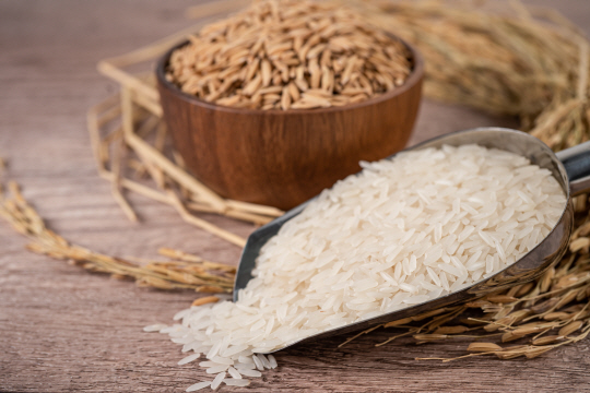 쌀. 게티이미지뱅크 자료사진.