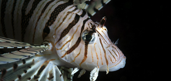 ‘화려함 속에 독가시를 감춘 쏠배감펭’[렌즈 속 바다]