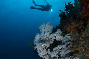 식물같은 자포동물… 천연기념물 457호 ‘긴가지해송’ [렌즈 속 바다]