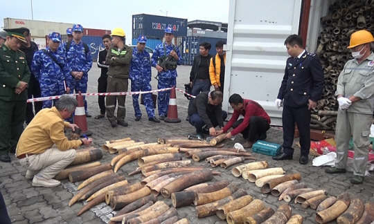 지난 3일 베트남 북부 하이퐁시의 한 항구에서 압수된 코끼리 상아를 현지 관계자들이 살펴보고 있다. 베트남 매체 VN익스프레스 트위터 캡처