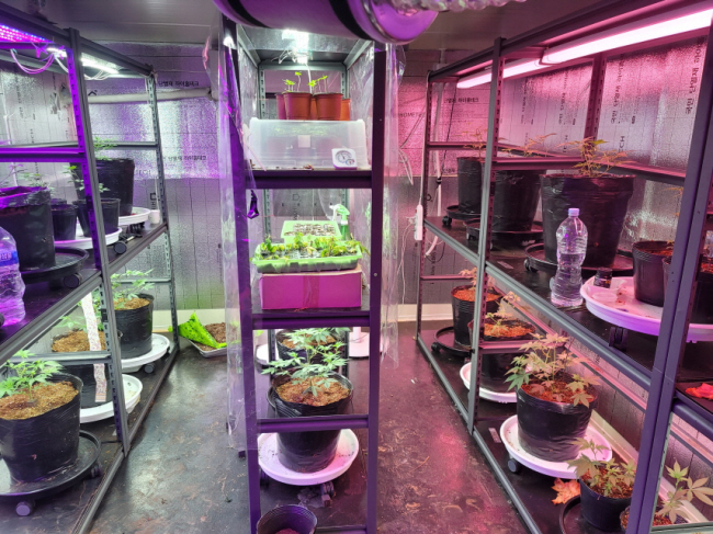 경찰이 최근 적발한 실내 대마 재배 시설 모습.  경찰청 제공