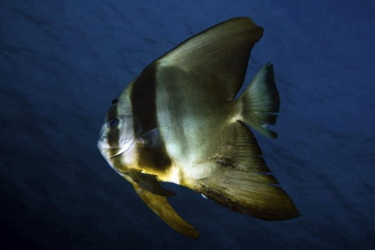 <렌즈 속 바다>'성장 할 때 마다 다른 모습을 보이는 제비활치'