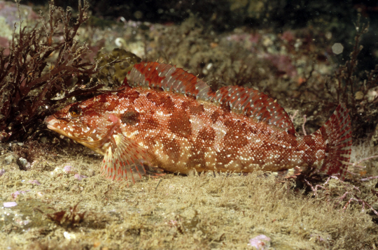 "쥐노래미와 생김새가 비슷하지만 다른 노래미"[렌즈 속 바다]