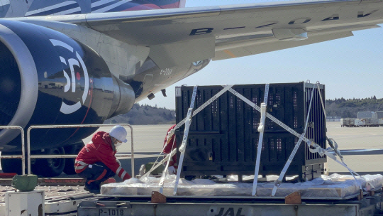 일본에서 태어난 아기 판다 샹샹이 21일 나리타 공항에서 케이지에 실려 중국으로 향하는 비행기에 오르고 있다. 신화 연합뉴스