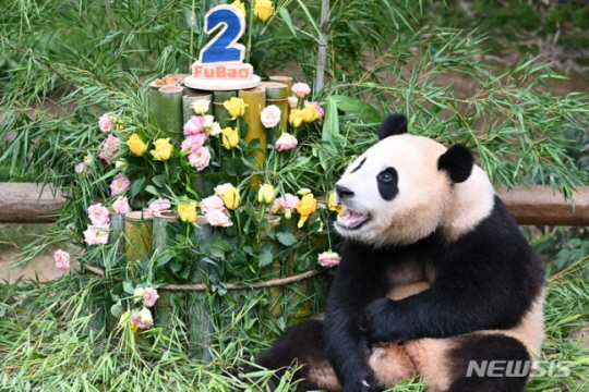 2022년 7월 20일 오전 경기도 용인 에버랜드 판다월드에서 두번째 생일을 맞은 아기판다 ‘푸바오’가 대나무와 당근으로 만든 케이크 앞에서 포즈를 취하고 있다. 국내최초로 지난 2020년 7월20일 197g으로 태어난 푸바오의 현재 체중은 약 80kg으로 2년만에 몸무게가 약 400배 증가해 건강하게 성장하고 있다. 뉴시스