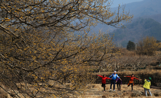 산수유 고장인 전남 구례군 산동면 산수유 마을에서 관광객들이 산수유꽃을 감상하며 즐거운 시간을 보내고 있다.구례군청 제공