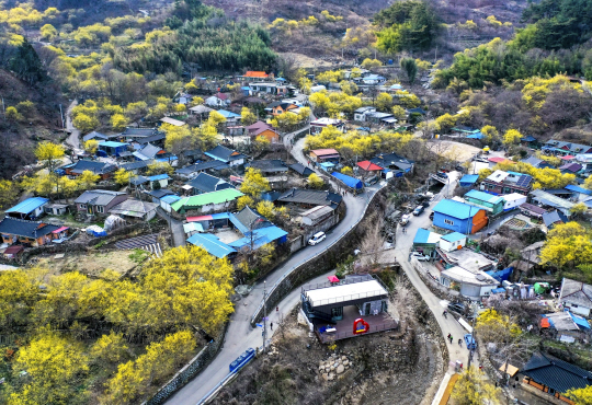 산수유꽃이 만개한 전남 구례군 산동면 산수유 마을 일대에서 4년 만에 산수유꽃축제가 열린다. 구례군청 제공