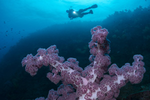 나무처럼 생겼지만 동물인 ‘가시수지맨드라미’[렌즈 속 바다]