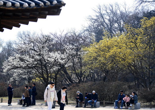 19일 서울 종로구 창덕궁에서 만개한 매화나무와 산수유나무 아래서 시민들이 휴식을 취하고 있다.