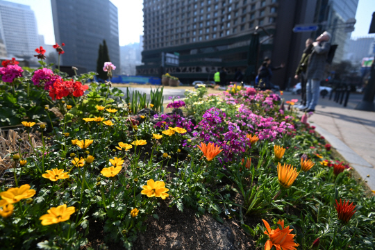 19일 오전 서울 중구 서울광장 가로변에 봄꽃들이 식재되어 있다.
