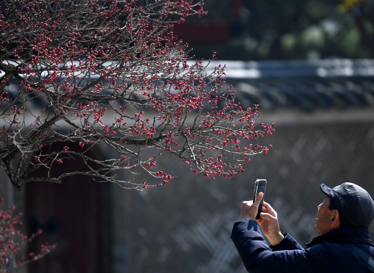 19일 서울 종로구 창덕궁에서 한 시민이 홍매화를 카메라에 담고 있다.