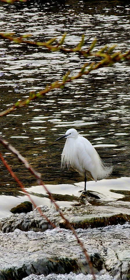 지난 17일 오후 버드나무 꽃과 가막살나무 새순이 피어나는 청계천 물속에서  백로가 물고기를  잡기 위해 물속을 노려보고 있다.