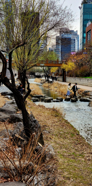 지난 17일 봄이 오는 청계천. 천변 왼편에 버드나무 연노랑 꽃이 활짝 피어 있고, 오른쪽에 노란 산수유, 개나리가 피어있다.