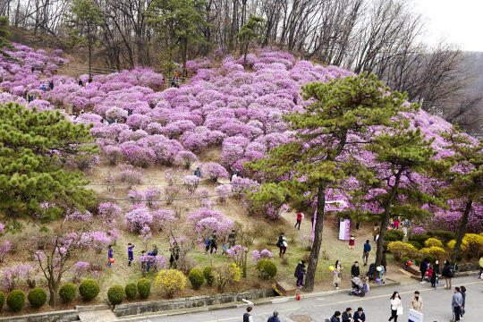 효성 안양공장 진달래 동산 전경. 효성 제공