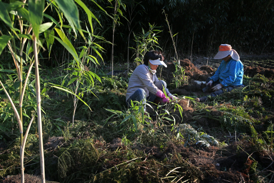 사진은 기사와 직접 관련이 없음. 게티이미지뱅크