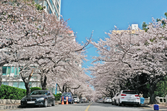 부산 남천동 벚꽃거리. 수영구청 제공