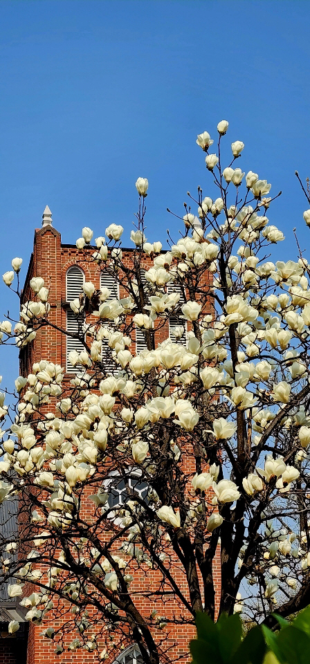 서울 중구 정동제일교회  뜨락에 핀 백목련. 2023년 3월29일 촬영