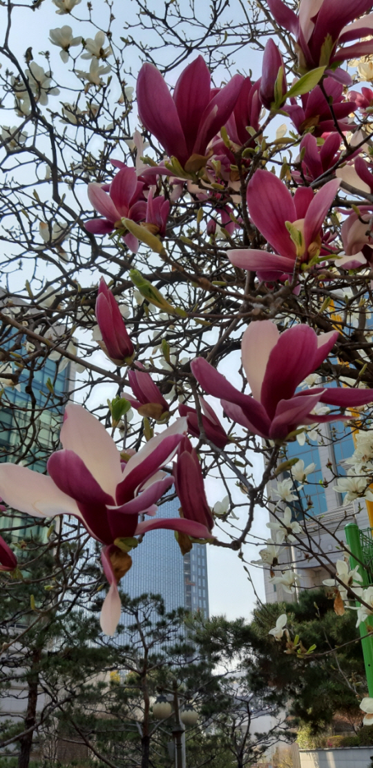 자목련과 백목련과 함께 핀 풍경. 서울 중구 문화일보 뒤뜰. 2020년 4월3일  촬영