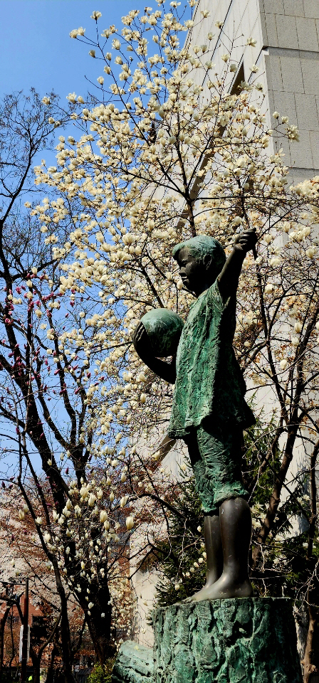 백목련과 자목련이 함께 핀 풍경. 서울 중구 정동 주한러시아대사관 인근. 2023년 3월29일 촬영