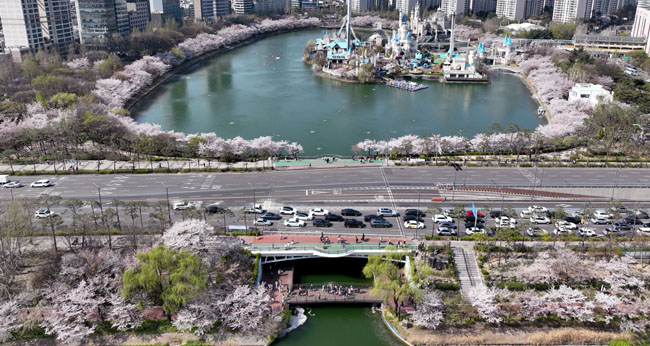 2일 서울 송파구 석촌호수에 벚꽃이 활짝 피어 있다. 연합뉴스
