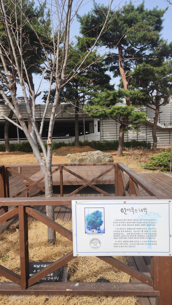 한소망교회 앞에 있는 ‘언더우드 나무’. 선교사 언더우드가 1908년 미국에서 가져와 심은 나무가 2015년 수명을 다하자, 그 뿌리에서 자란 어린 나무를 옮겨 심은 것이다.