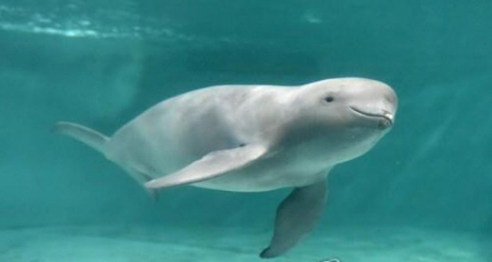 ‘웃는 돌고래’ 상괭이. 연합뉴스