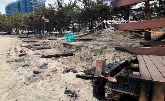 지난 13일 관광 강릉의 얼굴인 강릉시 경포해수욕장 주변 송림이 지난 11일 발생한 산불로 산책로 데크가 불에 타 흔적도 없이 사라지고 소나무가 대부분 불에 타는 피해를 보고 신음하고 있다. 연합뉴스