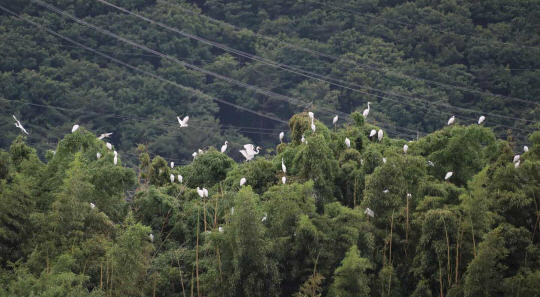 백로들이 울산 삼호 대숲에서 서식활동을 하고 있다. 울산시청 제공