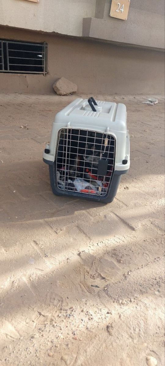 수단 격전지 하르툼 탈출 과정에 함께 한 교민의 반려견. 외교부 제공