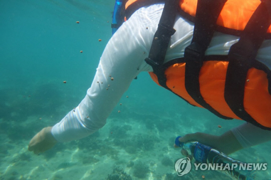 바닷속에서 스쿠버다이빙 중인 한 다이버. 연합뉴스 자료 사진